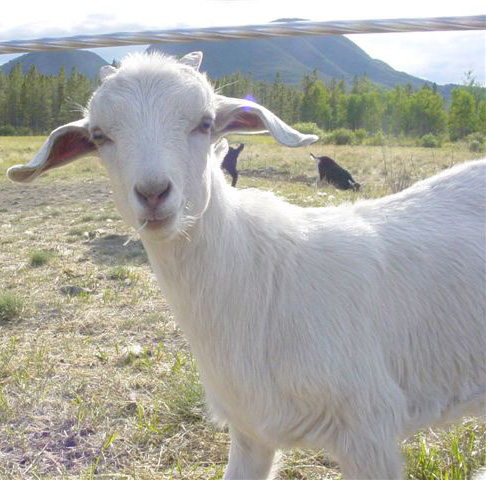 Combed Cashmere Goat